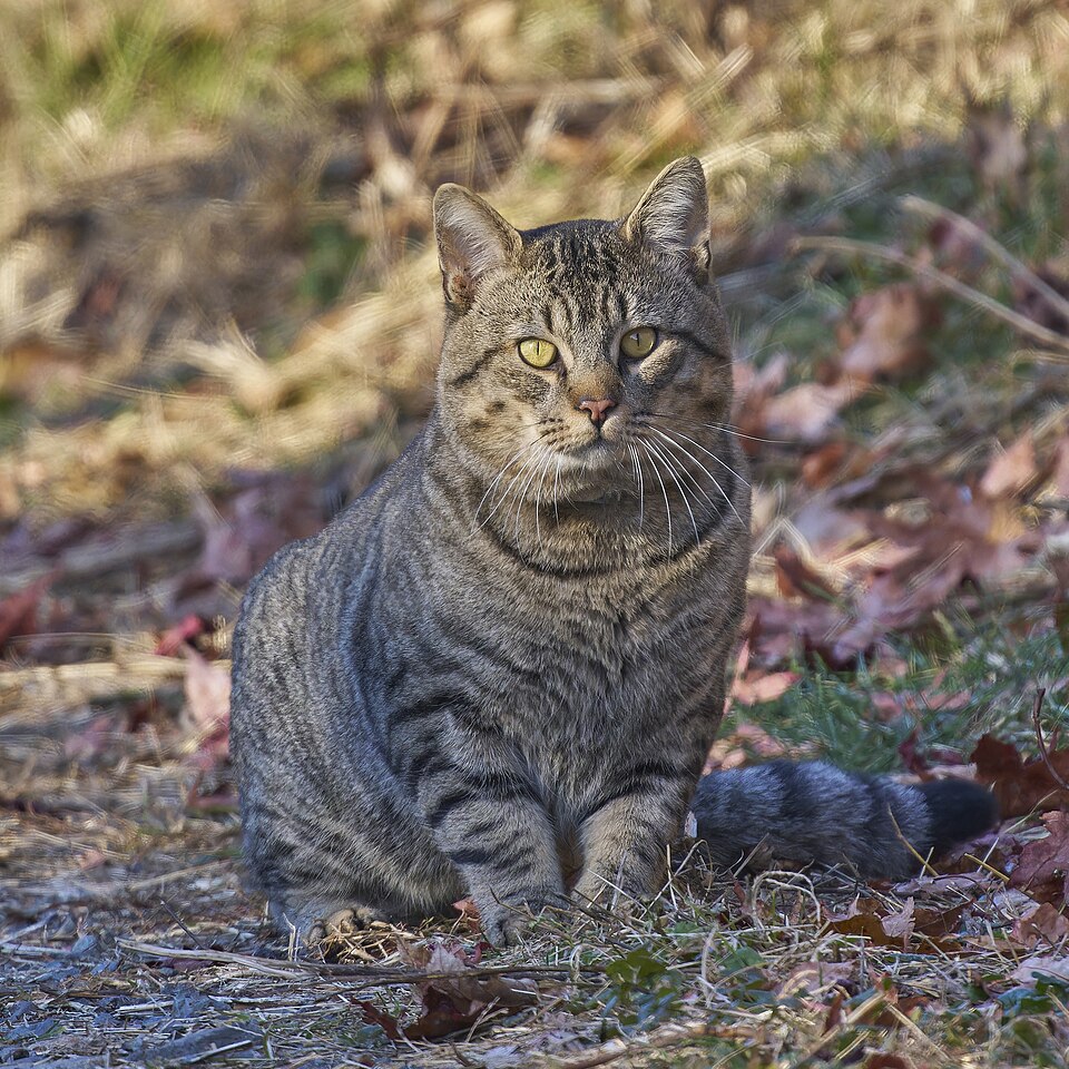 Other Pets in Tuscaloosa - Must See